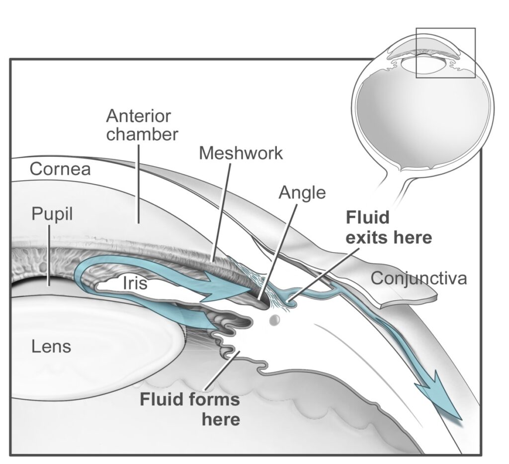 The way fluid gets out of the eye to reduce the pressure in the eye